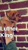 luther king devient layton
