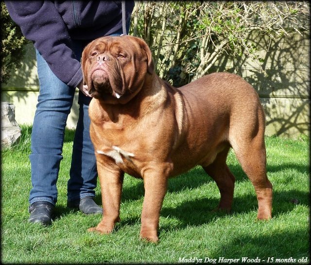 MADD'YS DOG HARPER WOODS