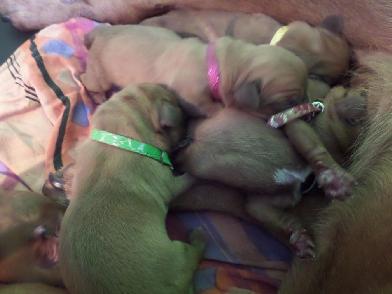 Bébés gaelic et harper wood