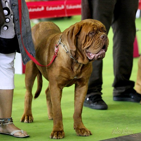 Championnat de france 2011