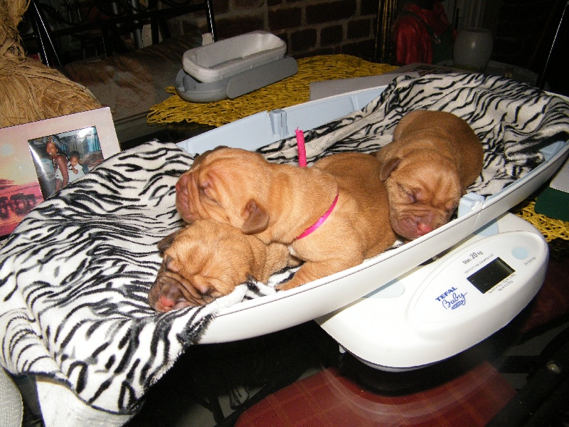 les bébés 2010