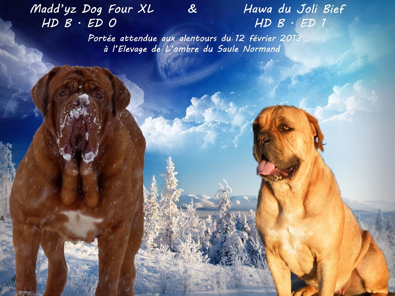 Maddy's dog four xl